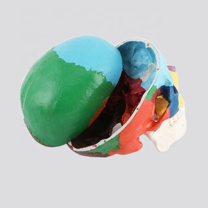 Modelo De Calavera Con Mandíbula Inferior Extraíble Tamaño Natural - Product Image 3