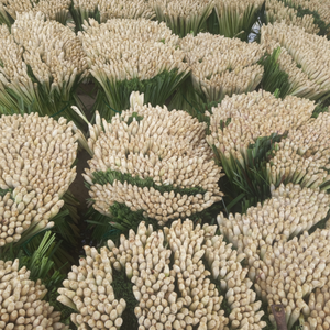 Tallo de Limoncillo Congelado a Granel de Vietnam, Hierba Aromática Fresca para Distribuidores Globales - Product Image 1