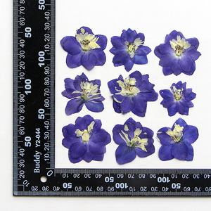 12 unids/bolsa Doubtful Knight's Spur / Rocket Larkspur sello de cera resina epoxi artesanía planta Natural flores secas prensadas - Product Image 5