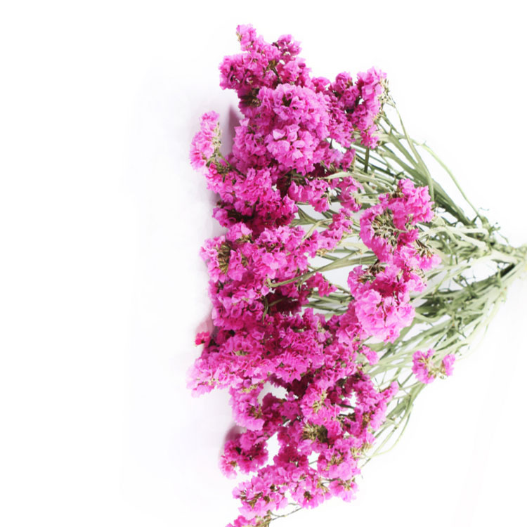 สีชมพูยอดนิยม