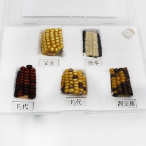 Échantillon de maïs pour <span class=keywords><strong>la</strong></span> vérification <span class=keywords><strong>du</strong></span> Théorème de l'assortiment indépendant, spécimen séché pour l'enseignement de <span class=keywords><strong>la</strong></span> génétique - Product Image 1