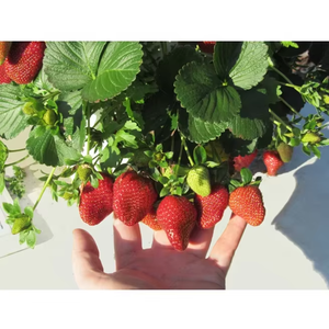 Nouvelle ferme hydroponique verticale intérieure intelligente-Système intelligent de culture de fruits et légumes - Product Image 3