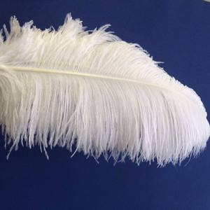 Lông đà điểu trắng tự nhiên bán buôn 50-55cm dùng cho trang phục lễ hội - Product Image 2