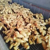 Gingembre Frais 100% Naturel, Cultivé en Ferme, Vente Directe Usine, Gros Volume, Gingembre Frais de Grande Taille