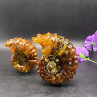 Vente en gros de fossiles d'ammonites en corne de bélier naturelle, spécimens de fossiles d'ariétites pour collection, souvenir, décoration