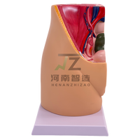 Modèle anatomique de bassin féminin en plastique PVC, section du bassin féminin, organes génitaux féminins avec vessie et rectum