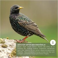 Grande boîte à nids pour stérimands, nichoir pour oiseaux, boîte à nids pour stérimands en bois massif non traité, boîte à nids pour stérimands résistante aux intempéries