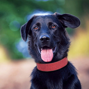 Uxury-collar de serpiente para perro, cadena para perros, gran oferta - Product Image 5