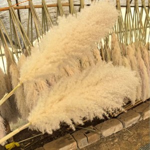 Herbe de la Pampa Séchée de Haute Qualité, Écologique, Grande et Moelleuse, Plus de 120 cm, pour Décoration Bohème et Aménagement Intérieur d'Événements, Vente en Gros - Product Image 1