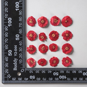 Vente en gros de fleurs de marguerites pressées à sec Bellis perennis L. pour étui de téléphone Nail Art bijoux carte postale déco - Product Image 4