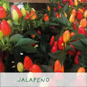 Kit per Coltivazione di Peperoncino Biologico, Design Artificiale a Forma di Sfera, Fioriera per Casa e Giardino, per Scrivania o Albero, Personalizzazione OEM Disponibile - Product Image 3
