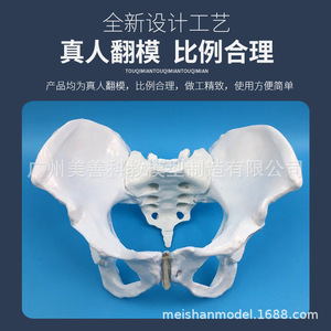 Modèle de bassin féminin, modèle d'os pelvien féminin, modèle de démonstration et d'enseignement en obstétrique, modèle squelettique féminin - Product Image 5