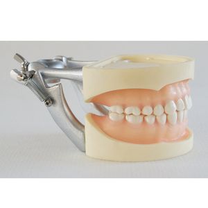 Modelo estándar de educación dental, modelo de dientes simulados extraíbles, goma blanda con articulador - Product Image 5