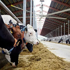 Vache laitière ferme serre poulailler Ventilation industrielle grand plafond Hvls ventilateur 20ft/24ft