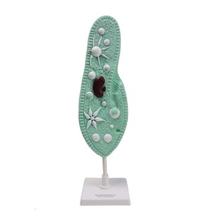 Modèle Paramecium Qinghua 33103, un modèle biologique pour les collèges et les lycées, utilisé pour l'éducation scientifique et - Product Image 3