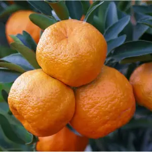 Mandarina fresca de alta calidad, venta al por mayor, mandarina dulce, cítricos orgánicos, fruta Ponkan, mandarina Natural