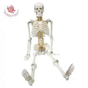 Frt005 Mô hình bộ xương người 85cm đồ chơi bằng nhựa tolbest bán mô hình với tủy sống và rễ thần kinh khoa học y tế