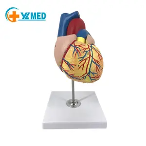 Ciência médica adulto modelo cardíaco fabricante chinês material pvc modelo anatômico coração