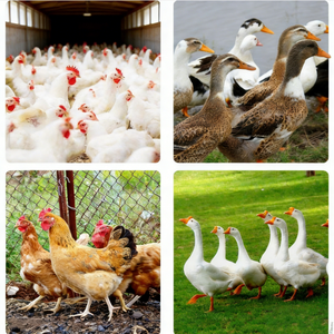 Poultry Quail Hair Feather Removal Machine Automatic High Productivity 220/380V 300-800bp/h Defeathering <strong>Chicken</strong> Scalder <strong>Plucker</strong> - Product Image 2