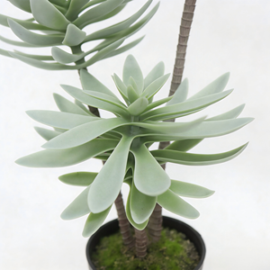 ต้นเอโอเนียมล็อตัสประดิษฐ์ 3 หัวในกระถางพลาสติกสีดำ ต้นไม้ประดิษฐ์ ต้นไม้ปลอมสำหรับตกแต่งบ้านและสวน - Product Image 3