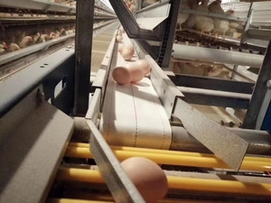 Nouvelles cages à poules pondeuses de haute qualité, type H, pour élevage intensif, avec perchoirs autonettoyants et système de collecte des déjections, pour usage agricole - Product Image 2