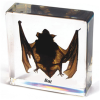 Poids-papier en forme de chauve-souris, spécimen animal, collection de taxidermie, intégré dans un bloc de lucite transparent, spécimen encadré