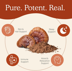 Extrait de Reishi Biologique OEM/ODM, Poudre d'Extrait de Champignon, Complément Alimentaire en Capsules, Poudre de Spores de Ganoderma Lucidum, Soutien Immunitaire - Product Image 4