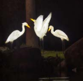 Lámpara de neón LED personalizada para exteriores con forma de garza 3D, IP65, de resina transparente y fibra de vidrio para iluminación de jardín, luces decorativas. - Product Image 1