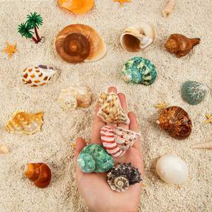 15PCS 소라게 껍질 자연 바다 소라 크기 1.6 "-3.2" 성장 터보 중소 및 대형 게에 대 한 - Product Image 4