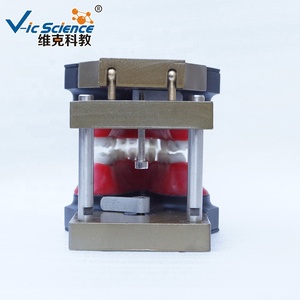 Modello di Dentatura Typodont per Pratica Odontoiatrica, Modello di Simulazione Ortodontica per Formazione in Cura Dentale - Product Image 5