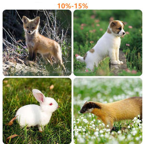 Harina de pescado peruano Harina de pescado seca chilena Harina de pescado argentina en polvo l-lisina sulfato para alimentación de aves - Product Image 4