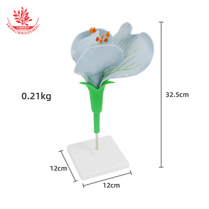 Modelo de flor de guisante, flor de guisante ampliada con ovario desmontable, flor de planta dicotiledónica para disección, enseñanza de biología - Product Image 1