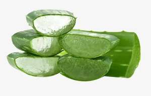 Lal fabrika kaynağı <span class=keywords><strong>Aloe</strong></span> <span class=keywords><strong>Vera</strong></span> yaprağı ekstresi <span class=keywords><strong>Aloe</strong></span> özü 20% Aloin - Product Image 2