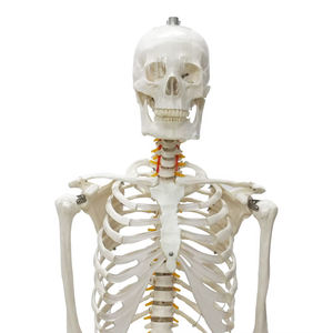 Menselijk Skelet Frt001adult Maat 180Cm Echte Bottextuur Omvat Met Zenuwwortel - Product Image 1