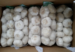 Nouvelle récolte frais blanc <span class=keywords><strong>ail</strong></span> d'<span class=keywords><strong>éléphant</strong></span> - Product Image 6