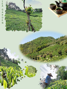 China Té verde Chunmee Té verde Venta al por mayor 9367 Hojas sueltas marroquíes - Product Image 6