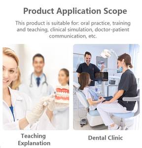 Modelo de Dientes Humanos Estándar para Enseñanza con Certificación CE, Modelo Anatómico de Mandíbula con 32 Piezas de Dientes, Ciencia Médica - Product Image 2