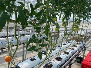 Système de fraises hydroponique commerciale, bac de culture en plastique hydroponique pour tomates et concombres, goute en PVC - Product Image 5