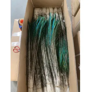 Dyed China directly hotselling Peacock Feather nature 30/35 inch peacock feather for Decoration and part