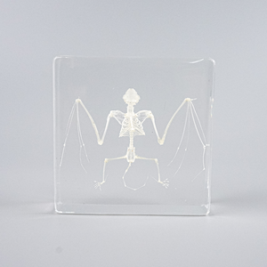 Garantía <span class=keywords><strong>de</strong></span> calidad <span class=keywords><strong>Esqueleto</strong></span> <span class=keywords><strong>de</strong></span> murciélago en resina Especímenes naturales Resina Artesanía Oddities Colección Espécimen <span class=keywords><strong>de</strong></span> hueso - Product Image 2