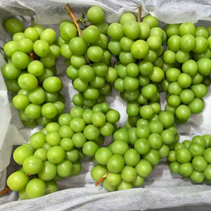 Uvas Shine Muscat de Primera Calidad, Frescas, Verdes, Sin Semillas, <span class=keywords><strong>Precio</strong></span> al por Mayor, del Proveedor Líder en China, Exportación a Todo el Mundo - Product Image 3