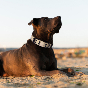 Collier pour chien réglable personnalisé, moyen et grand, en nylon, design tactique, motif uni, produit pour chien, collier pour chien robuste - Product Image 4