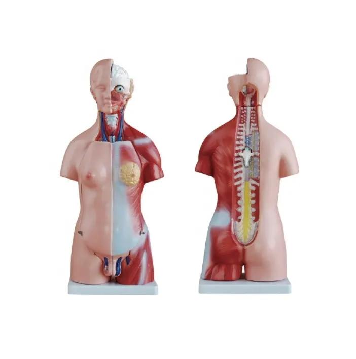 Torso unisexe 23 pièces, modèle d'anatomie du corps humain, 45CM