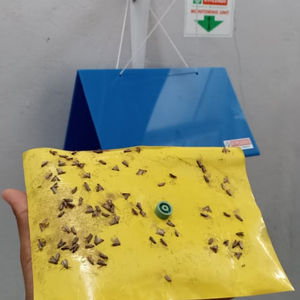 Liquide phéromone sexuelle efficace Ephestia Elutella pour le contrôle des mites dans les entrepôts - Product Image 3