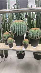 Cactus Artificiale SJ di Alta Qualità, Altamente Realistico ed Ecologico, 50cm, Prezzo di Fabbrica - Product Image 6