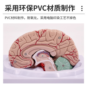 Modèle d'artère cérébrale, modèle d'anatomie du cerveau, modèle de cerveau, modèle de tige cérébrale, modèle de structure du cerveau, neurologie - Product Image 5