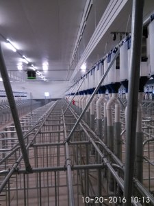 Gabbia per la gestazione del <span class=keywords><strong>maiale</strong></span> in acciaio zincato-accesso ergonomico all'alimentazione | Attrezzature durevoli per l'allevamento di suini - Product Image 5