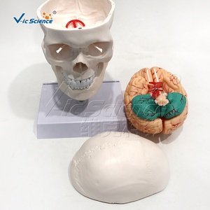 Modelo de cráneo humano blanco puro con columna cervical y modelo de anatomía cerebral - Product Image 1
