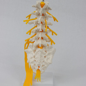 Modèle de squelette humain à 5 vertèbres lombaires, sacrum et nerfs épicaudaux ouverts, modèle III, vente en gros du fabricant - Product Image 3