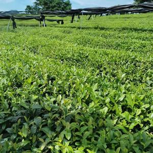 Té Matcha OEM 2A100G en Polvo para Quemar Grasa, Té Herbal Orgánico Instantáneo para Adelgazar el Abdomen, Bebidas Frías de Té con Leche Instantáneo - Product Image 6